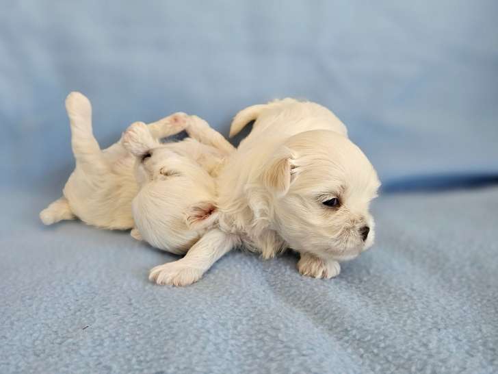 2 superbes chiots Bichons Maltais LOF à vendre