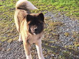 Chien 2,5 ans Akita Américain à vendre