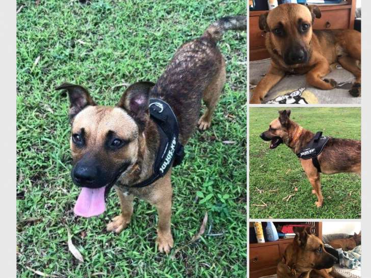 Roxy, chien Malinois à adopter