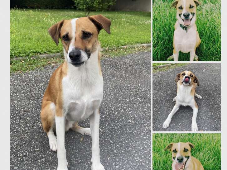 Sammy, chien à adopter