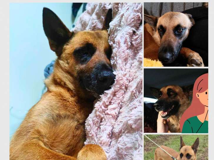 Chienne Malinois à adopter
