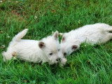 Superbes chiots Westie LOF à vendre
