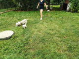 Superbes chiots Westie LOF à vendre