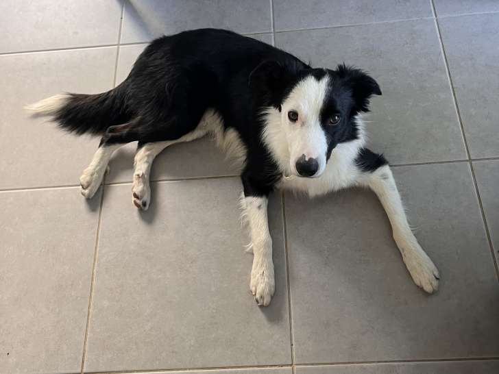 Mâle Border Collie de 1 an et demi disponible pour saillie