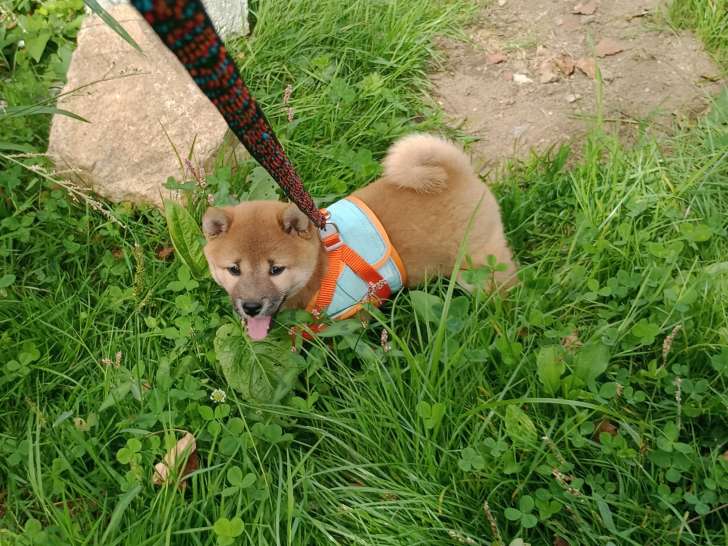 Chiots Shiba Inu à réserver