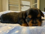 Adorable chiot mâle Yorkshire non LOSH disponible