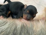 Adorable chiot mâle Yorkshire non LOSH disponible