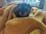 Adorable chiot mâle Yorkshire non LOSH disponible