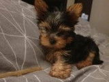 Adorable chiot mâle Yorkshire non LOSH disponible