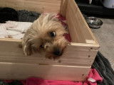 Adorable chiot mâle Yorkshire non LOSH disponible