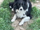 Le Papa, Junior, border collie de l'élevage border collie professionnel dans le gard, Occitanie