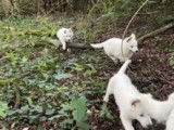 Chiot Berger Blanc Suisse à vendre