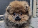 Spitz Allemand adulte femelle pedigree LOSH disponible