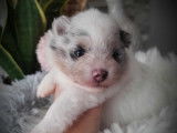 Ulia, femelle blue merle tan bicolore