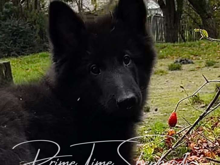 Disponibles  chiots Bergers Belge Groenendael
