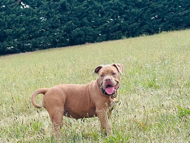 Femelle American Bully standard à vendre