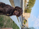 Recherche mâle Caniche royal ou Labradoodle pour saillie