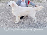 Chien Golden Retriever LOF d’un an disponible pour une saillie