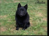 Un chiot mâle Schipperke LOF de couleur noire à vendre