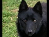 Un chiot mâle Schipperke LOF de couleur noire à vendre