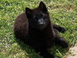 Un chiot mâle Schipperke LOF de couleur noire à vendre
