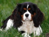 4 chiots Cavaliers King Charles disponibles à la réservation (LOF)
