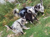 &Agrave; vendre 3 chiots m&acirc;les Bergers Am&eacute;ricains Miniatures LOF