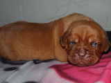 &Agrave; r&eacute;server : chiots Dogues de Bordeaux de couleur feu (LOF)