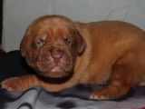 &Agrave; r&eacute;server : chiots Dogues de Bordeaux de couleur feu (LOF)
