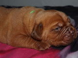 &Agrave; r&eacute;server : chiots Dogues de Bordeaux de couleur feu (LOF)