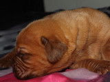 &Agrave; r&eacute;server : chiots Dogues de Bordeaux de couleur feu (LOF)