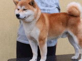 Chien Shiba Inu blanc et feu (LOF) disponible pour des saillies