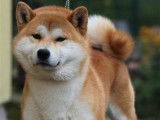 Chien Shiba Inu blanc et feu (LOF) disponible pour des saillies