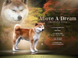 Chien Shiba Inu blanc et feu (LOF) disponible pour des saillies