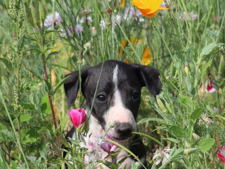 7 chiots Whippets LOF disponibles
