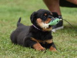 6 chiots Rottweilers LOF à vendre
