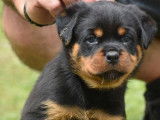 6 chiots Rottweilers LOF à vendre