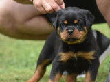 6 chiots Rottweilers LOF à vendre