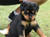 6 chiots Rottweilers LOF à vendre