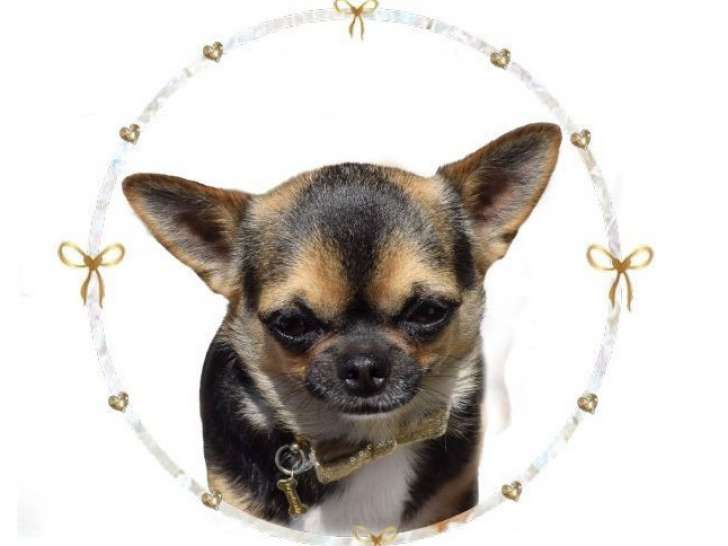 Chienne Chihuahua tricolore LOF de 5 ans à vendre