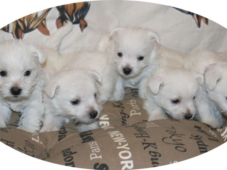 Chiots Westie à réserver