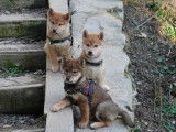 A réserver chiots Shiba Inu LOF