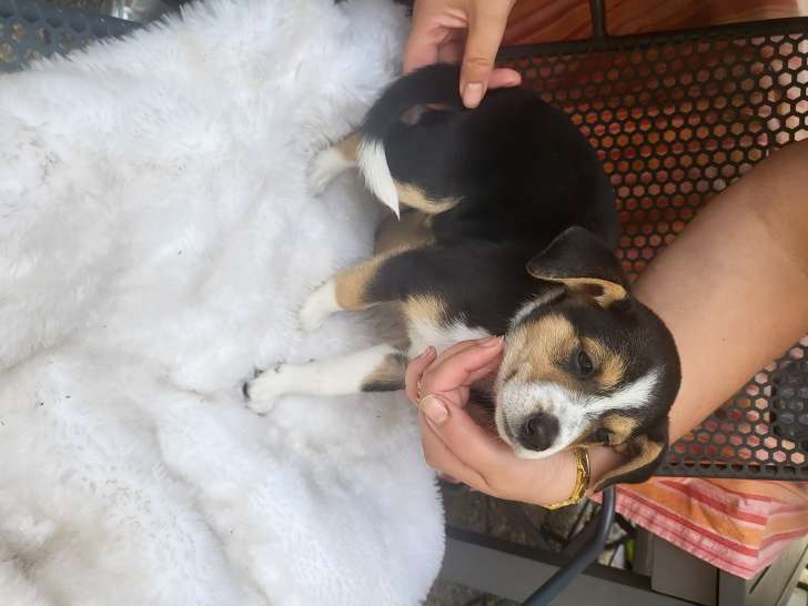 Chiots Berger Américain Miniature croisés Pinscher à vendre