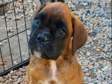 À réserver, 1 chiot femelle Boxer LOF