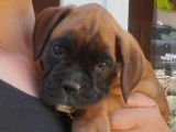 À réserver, 1 chiot femelle Boxer LOF