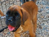 À réserver, 1 chiot femelle Boxer LOF