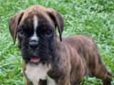 1 chiot femelle Boxer LOF disponible à la réservation
