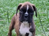 1 chiot femelle Boxer LOF disponible à la réservation