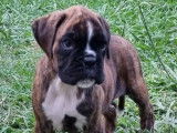 1 chiot femelle Boxer LOF disponible à la réservation