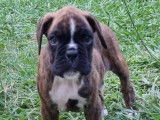1 chiot femelle Boxer LOF disponible à la réservation